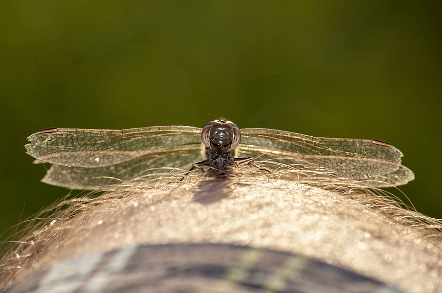 dragonfly, nature, insect, knee, summer, norway, close up, macro HD wallpaper