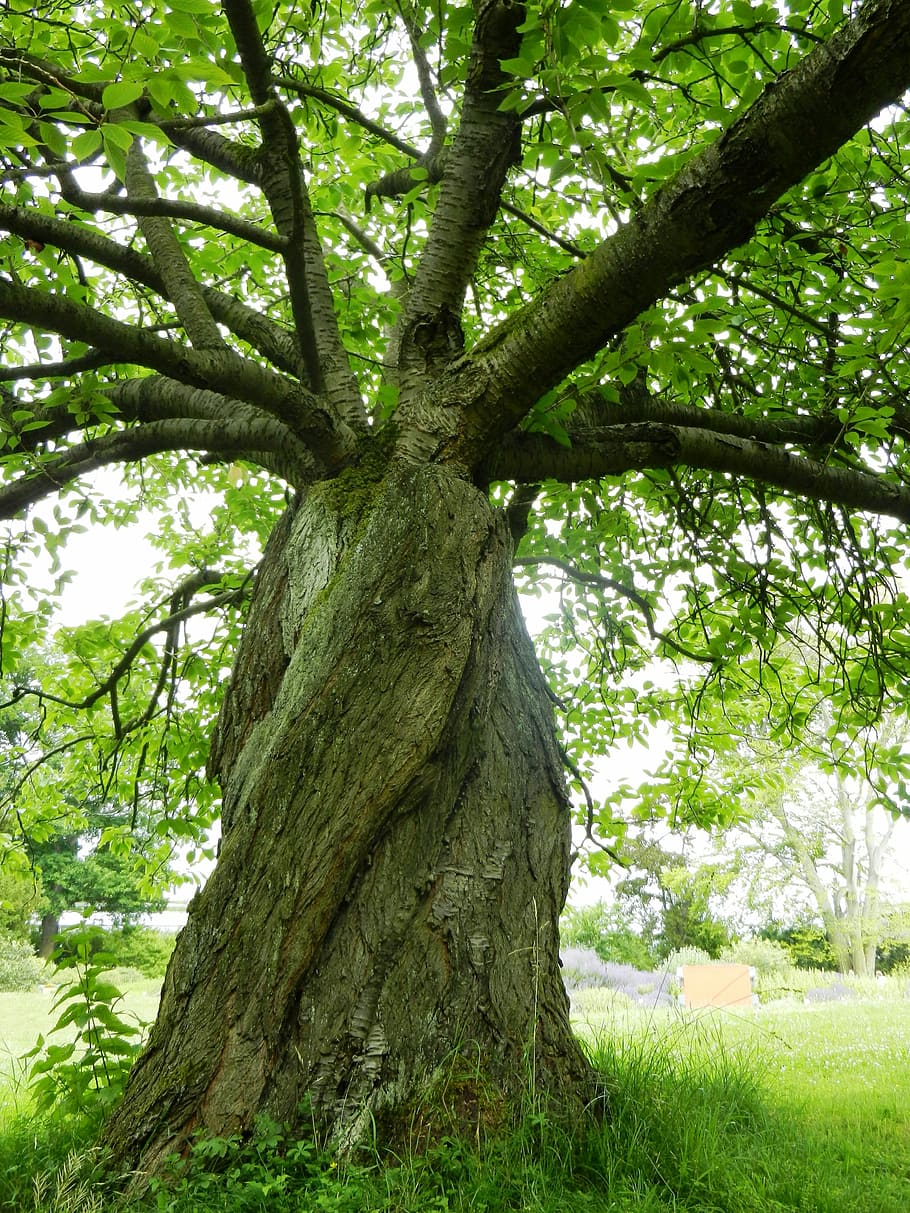Foliage, Green, Green, Green Tree, an unusual tree, writ large HD wallpaper