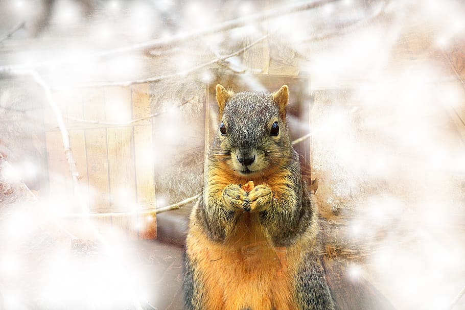 squirrel, rodent, fog, nut, furry, animal, nager, small animals HD wallpaper