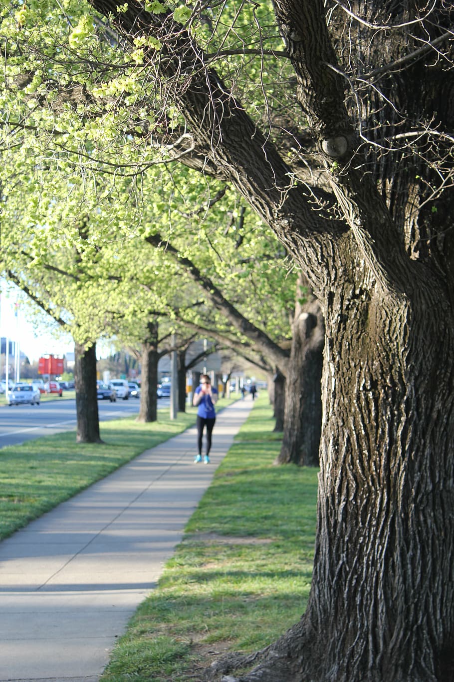 jogging, tree, footpath, green, plant, tree trunk, nature, growth HD wallpaper