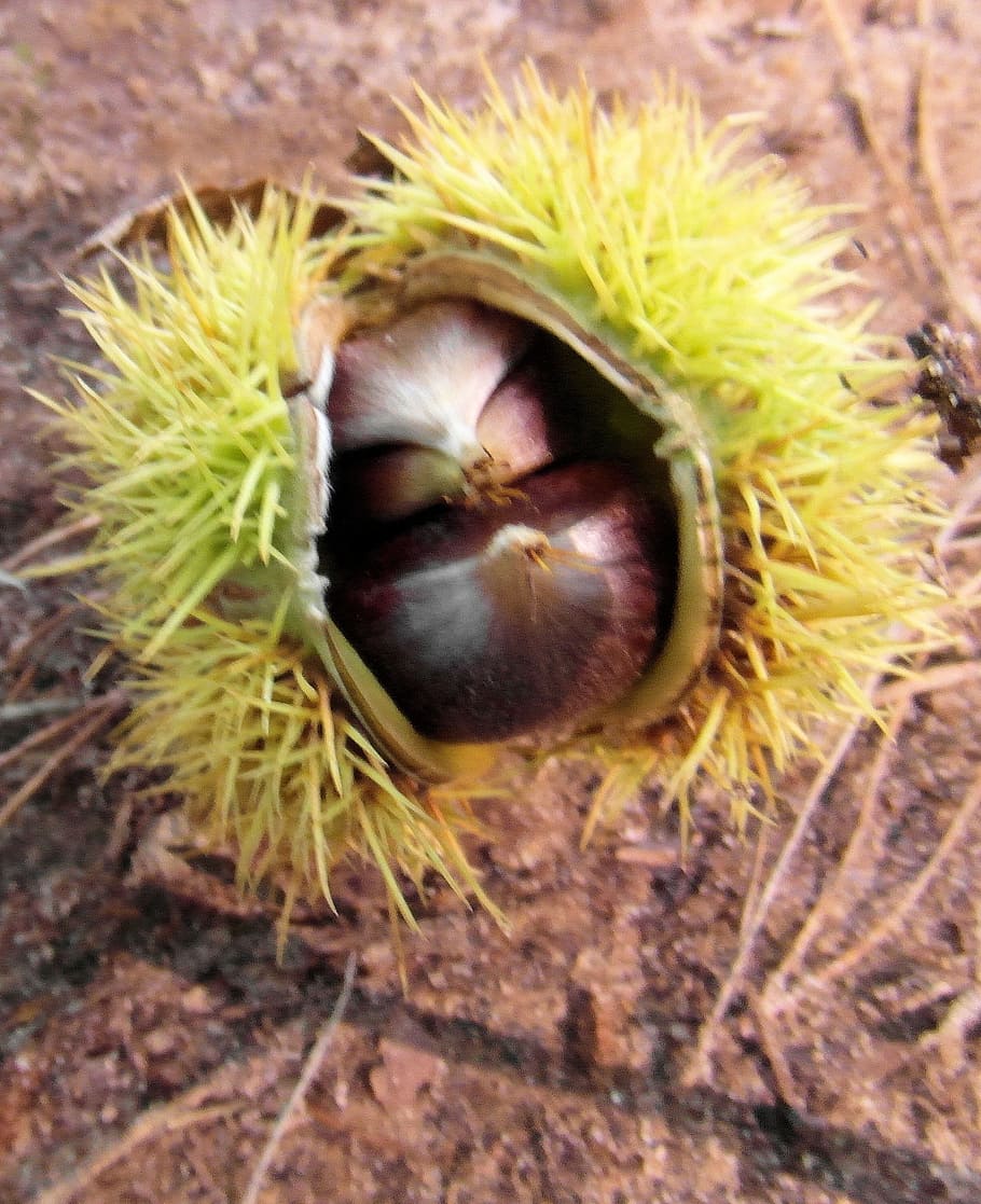 Maroni, Fall, autumn, prickly, sweet chestnuts, palatinate HD wallpaper