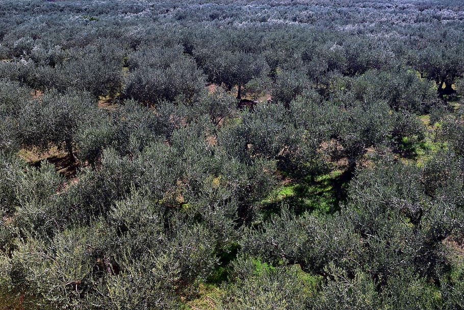 olive trees, plantation, olive grove, agriculture, olive planting, HD wallpaper
