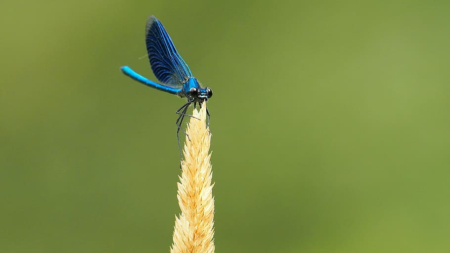 nature, insects, dragonfly, macro, one animal, animal wildlife HD wallpaper