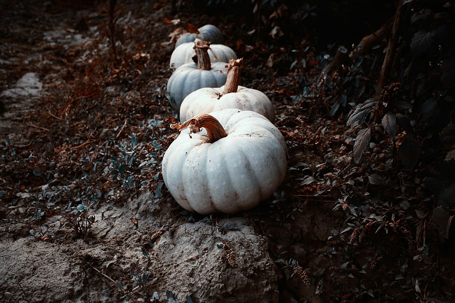 squashes on brown soil, five white cabbages, pumpkin, vegetable HD wallpaper