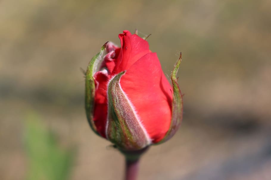 Spring, Petals, Flora, rose, summer, nature, flower, plant HD wallpaper