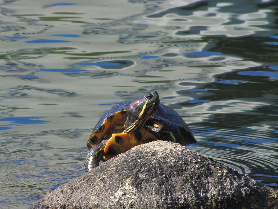 painted turtle, pond, rock, basking, animal themes, animal wildlife HD wallpaper