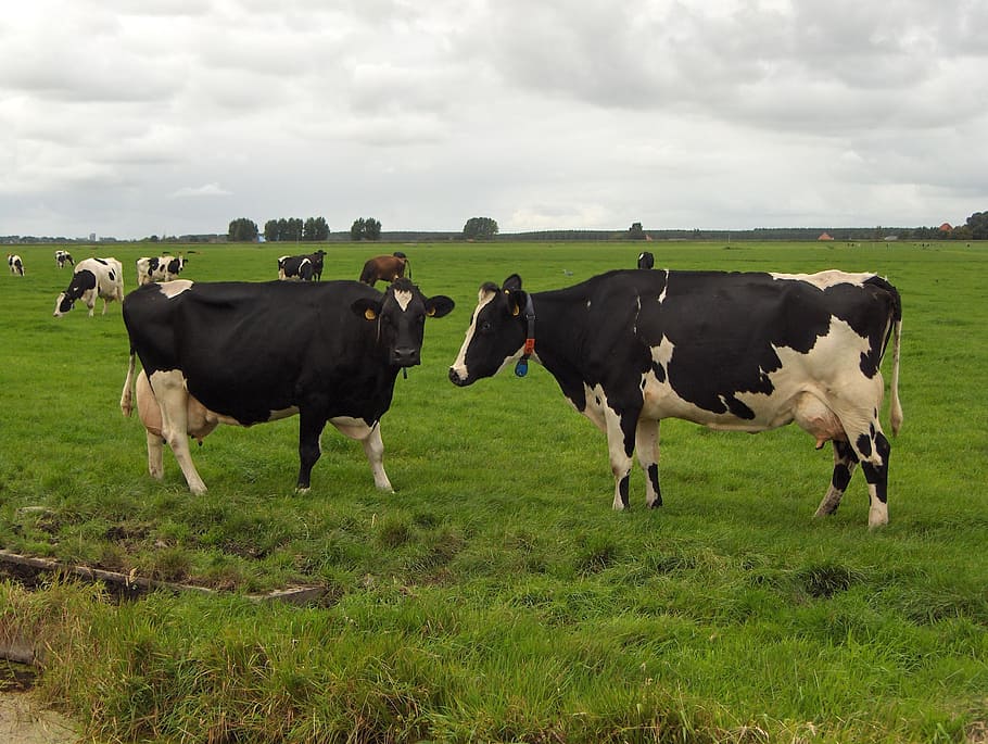 netherlands, cows, nature, livestock, domestic animals, grass HD wallpaper