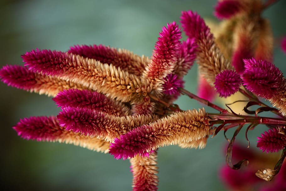 Pink, Flowers, Wild, Native, Nature, australia, plant, no people, HD wallpaper