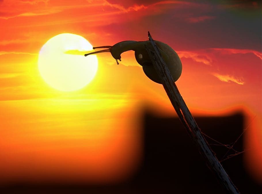 sunset, snail, sky, cloud, evening, silhouette, no people, cloud - sky HD wallpaper