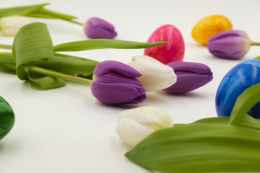 tulip flowers on white surface, egg, easter eggs, colorful eggs HD wallpaper