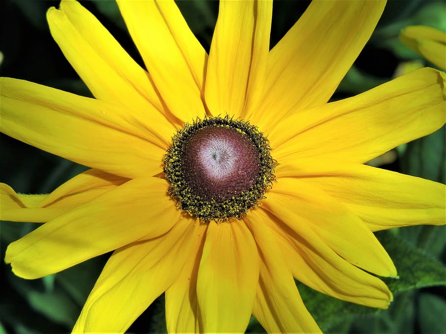 Flower, Daisy, Yellow, Brown, Garden, petal, fragility, flower head HD wallpaper