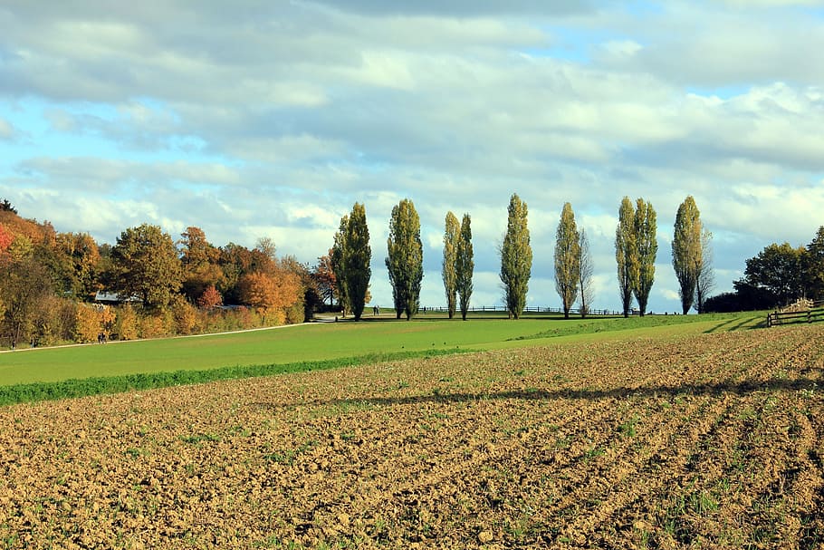 Poplars, Tree, Landscape, Arable, Sky, agriculture, field, nature HD wallpaper