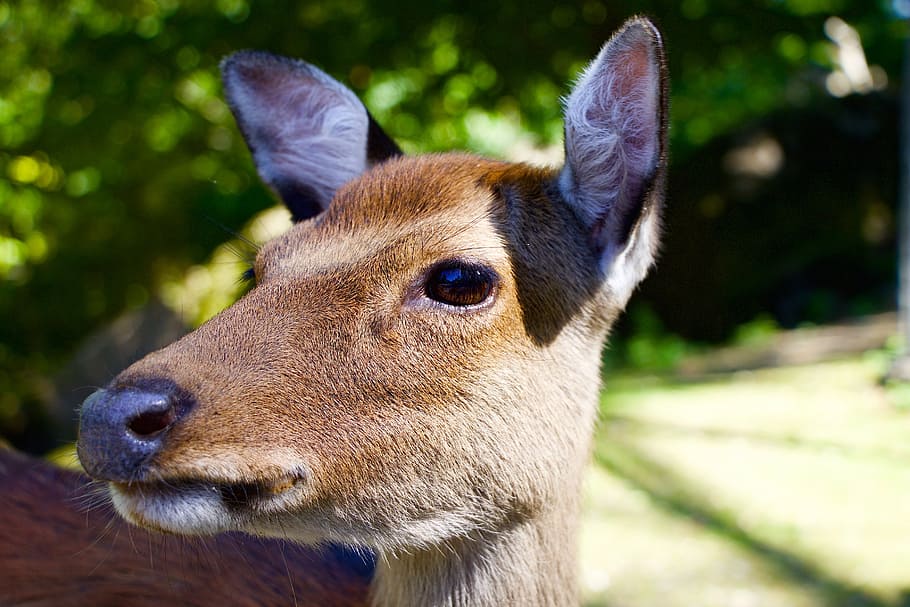 nature, animals, hirsch, fallow deer, head, one animal, animal themes HD wallpaper