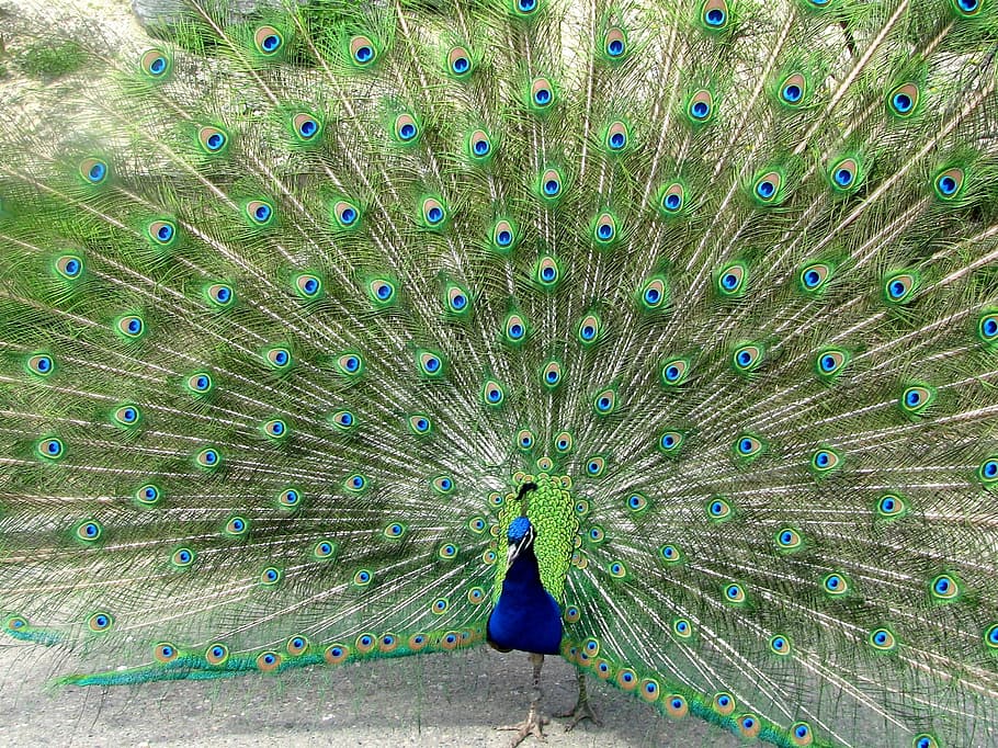 Peacock, Bird, Feather, peacock feather, one animal, fanned out HD wallpaper