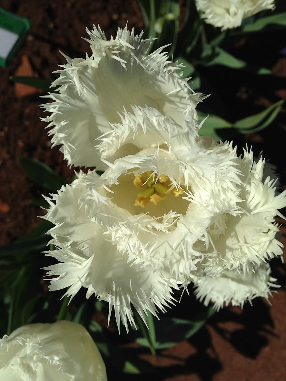 Tulips, White, Flower, Spring, Nature, floral, green, bouquet HD wallpaper