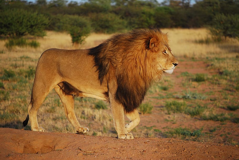 shallow focus photography of lion near green bush, pride, predator