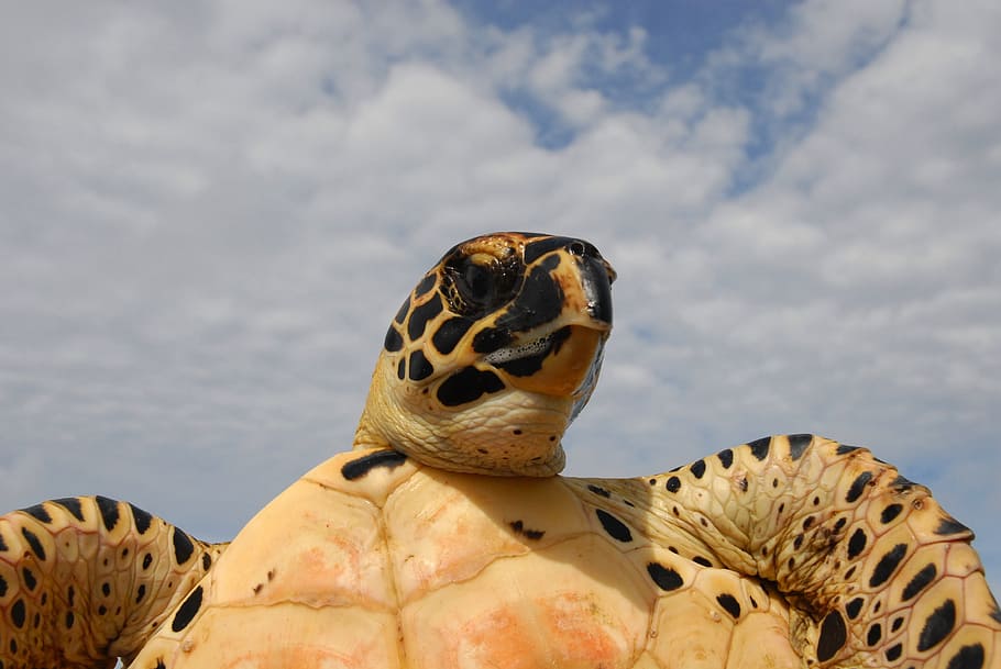 sea, turtle, sky, clouds, held, macro, close-up, nature, outside HD wallpaper