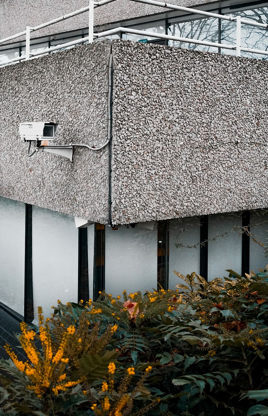 yellow flowers, white bullet-type surveillance camera, building HD wallpaper