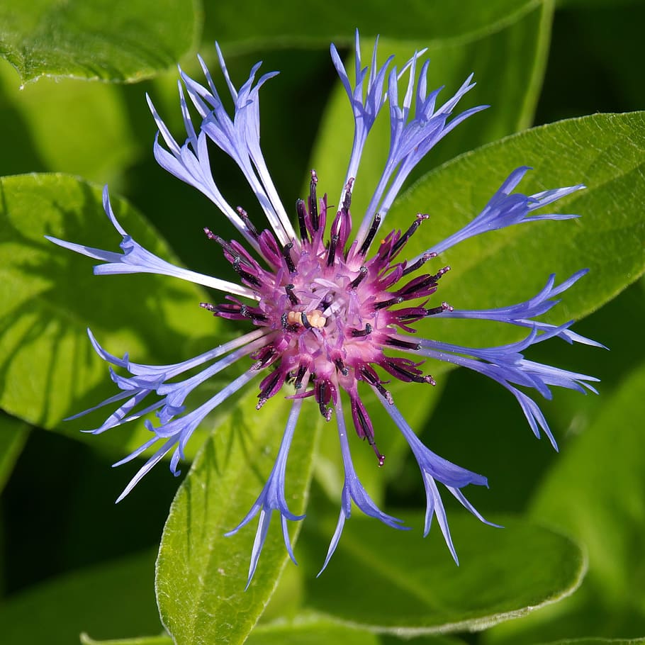 shallow focus photography of blue and purple flower during daytime HD wallpaper