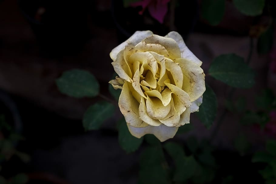 flower, rose, petal, leaf, flora, nature, floral, blooming HD wallpaper