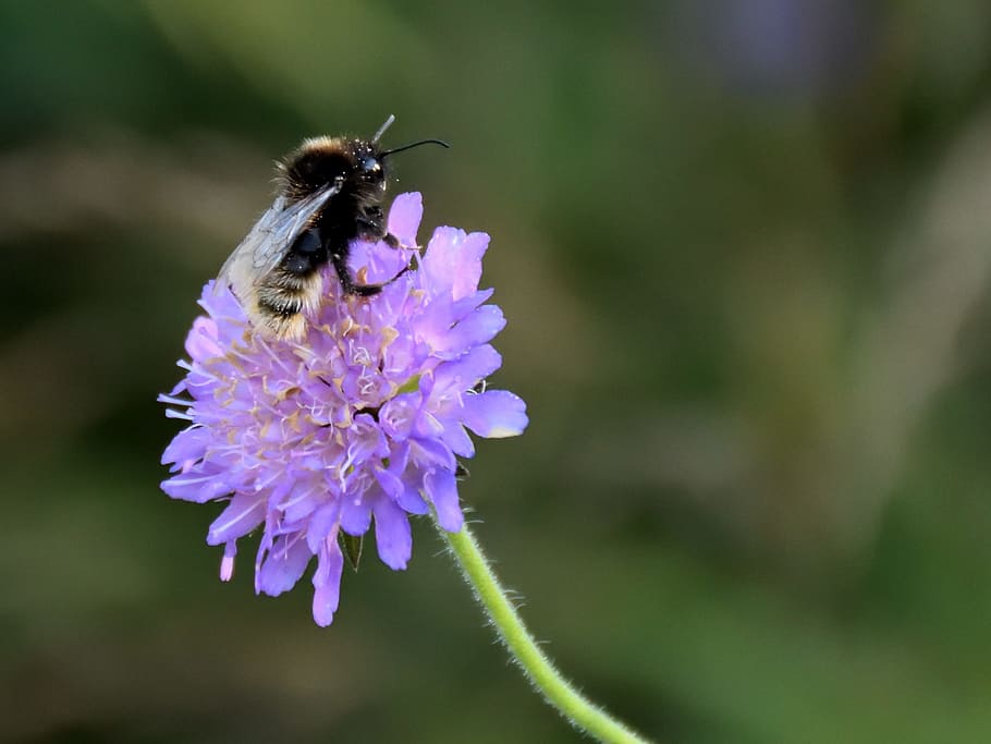 Bee, Flower, Close, Insect, Violet, nature, plant, purple, flower violet HD wallpaper