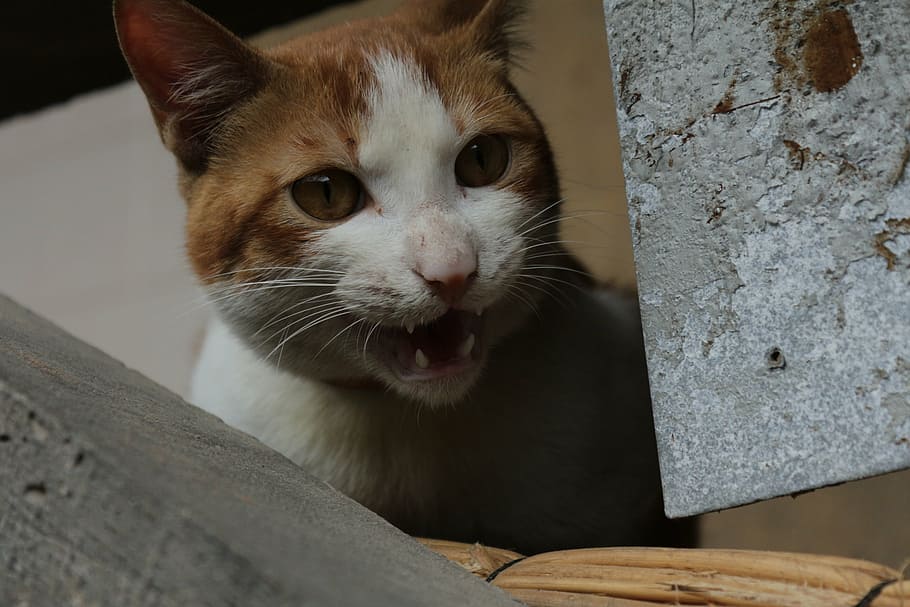 kitty, pets, stray cats, animal, cute, domestic Cat, mammal HD wallpaper