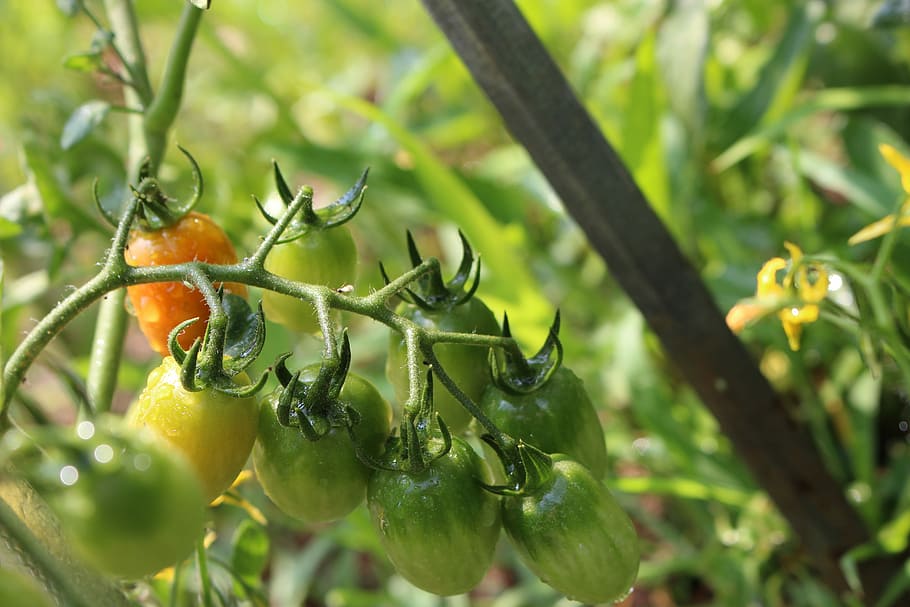 Tomato, Fruit, food and drink, green color, no people, nature HD wallpaper
