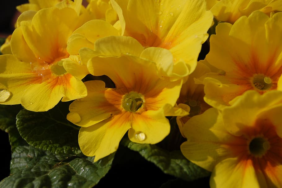 flower, nature, cowslip, flowering plant, petal, fragility HD wallpaper