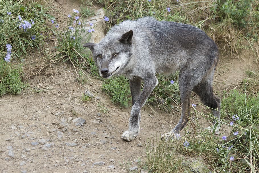 wolf, predator, pack animal, one animal, animal themes, animal wildlife HD wallpaper