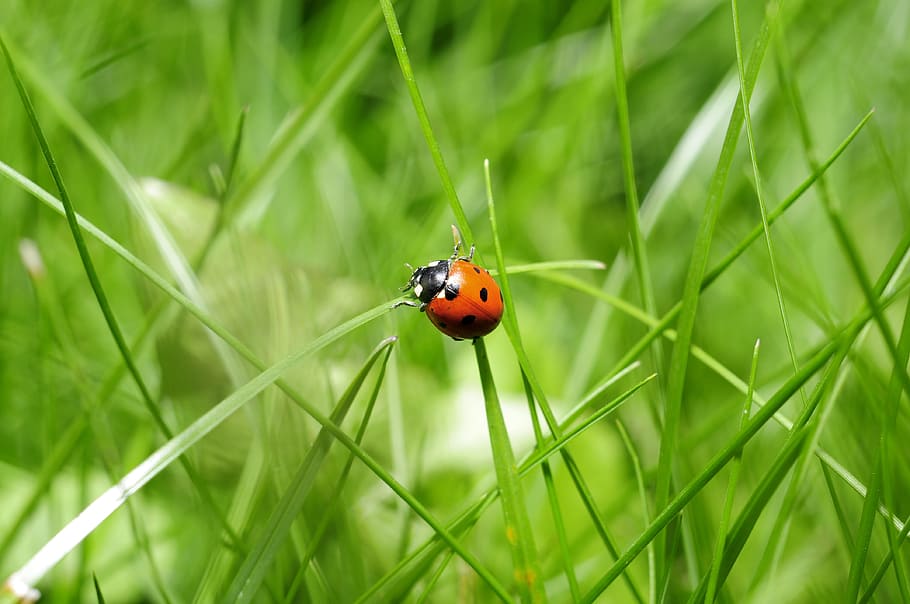 brown ladybug on green grass, insect, nature, animal wildlife HD wallpaper