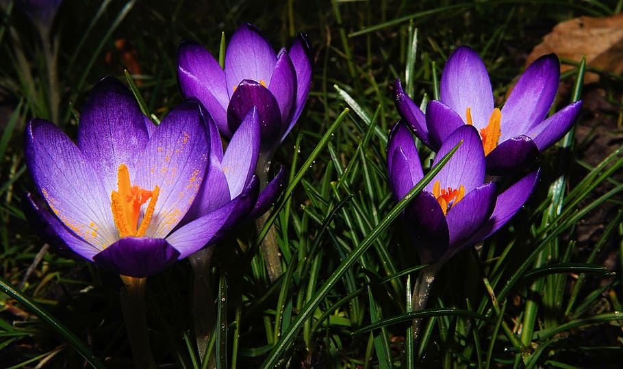 four purple petaled flowers, crocus, spring flowers, nature, bühen, HD wallpaper