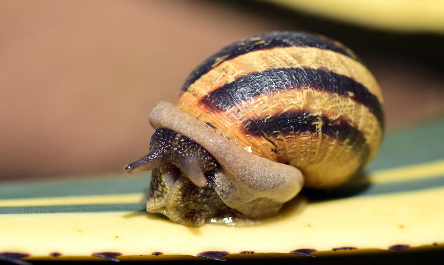 Snail, Shell, Close, Nature, Reptile, spiral, snail shell, macro HD wallpaper