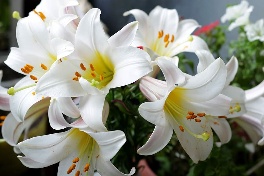 white flowers, lily, white lilies, garden flowers, beautiful flowers, HD wallpaper