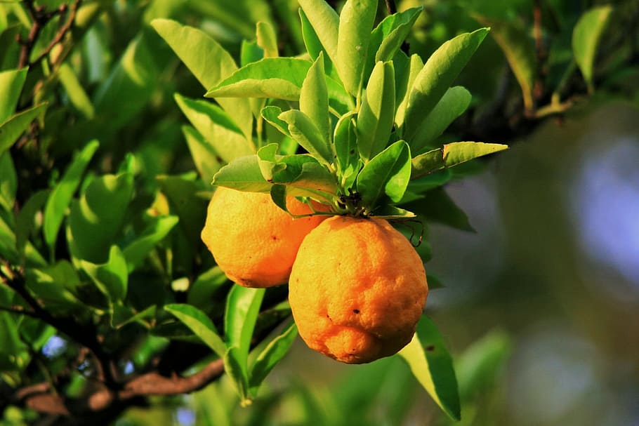 Lemon, Tree, Fruit, Citrus, Branch, fresh, organic, agriculture HD wallpaper