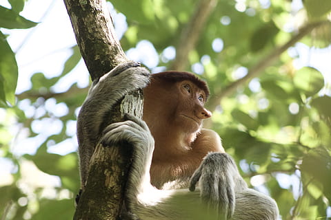 brown monkey holding in a tree branch during daytime, photo of primate hanging on tree branch HD wallpaper