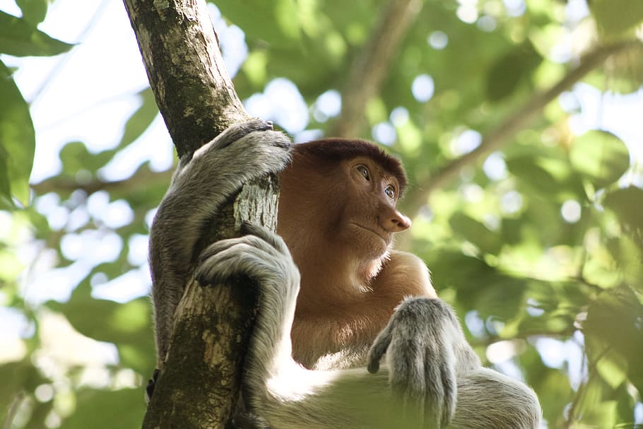 brown monkey holding in a tree branch during daytime, photo of primate hanging on tree branch HD wallpaper