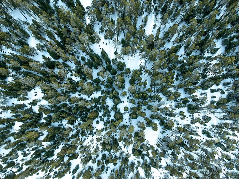 aerial photo of forest, aerial photo of a snow land with trees