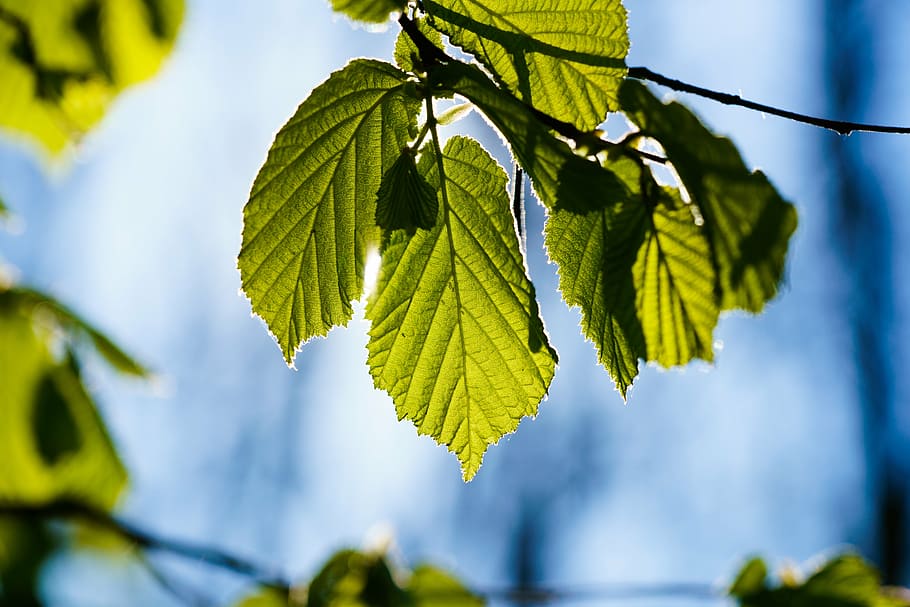 leaf, back light, summer, sky, leaves, green color, plant, tree HD wallpaper