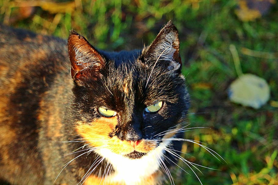 cat, mieze, kitten, three coloured, lucky cat, domestic cat HD wallpaper
