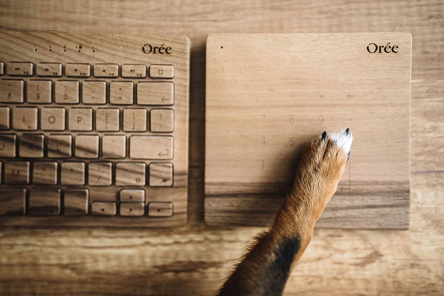 Dogs paw on the wooden keyboard, technology, pet, animal, funny HD wallpaper