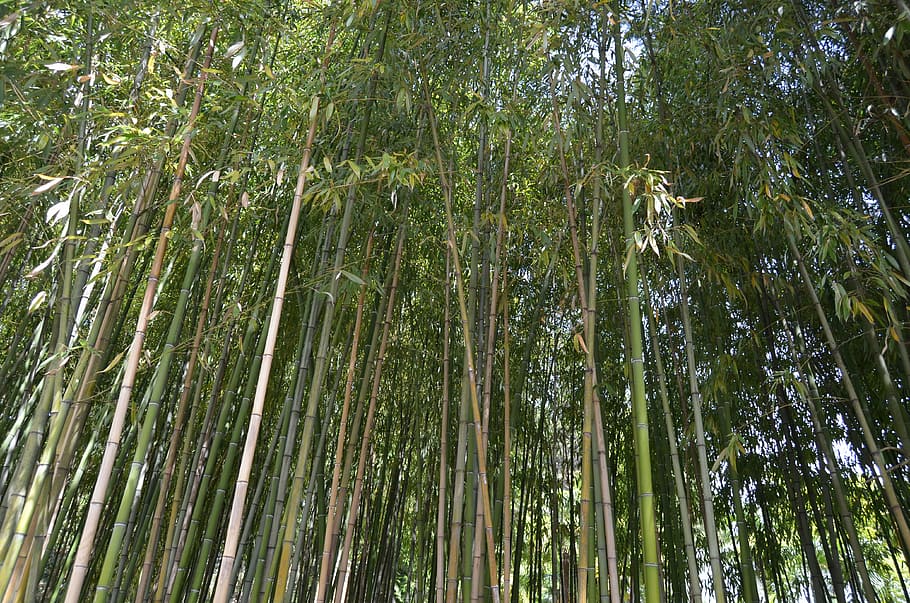 Nature Bamboo HD Wallpaper