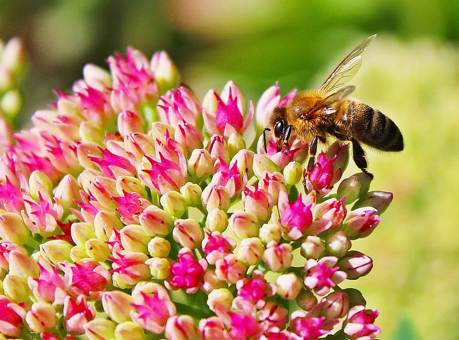 shallow focus photography of black and yellow honeybee on pink cluster flower HD wallpaper