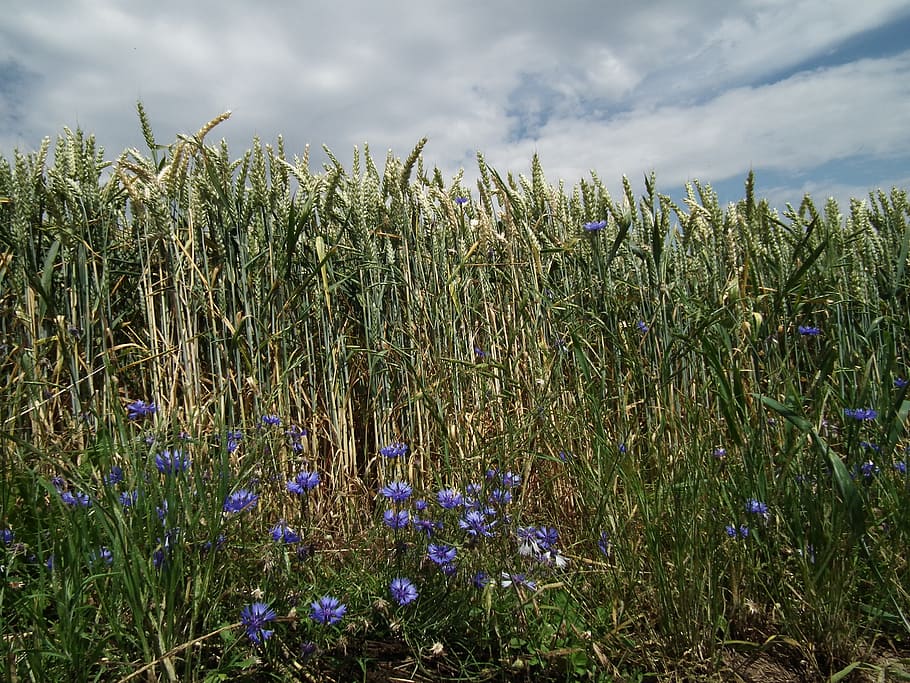 cornfield, cereals, grain, ear, cornflower, blue, summer, clouds HD wallpaper