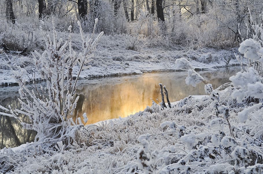 grass covered with snow near river, trees, winter, water, season HD wallpaper