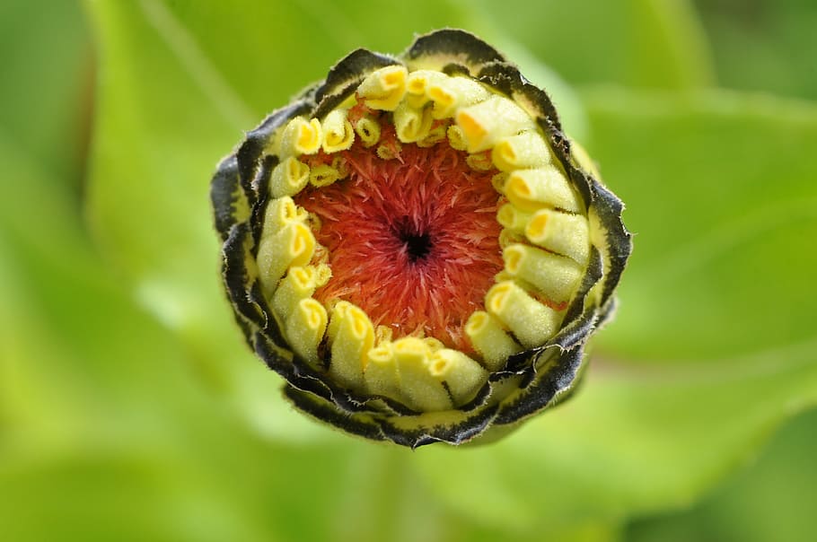 bud, blossom, bloom, macro, state garden show, flower, flower bud HD wallpaper