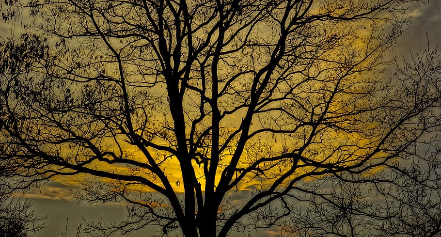 Tree, Branch, Sunset, sky, bare tree, no people, outdoors, autumn HD wallpaper