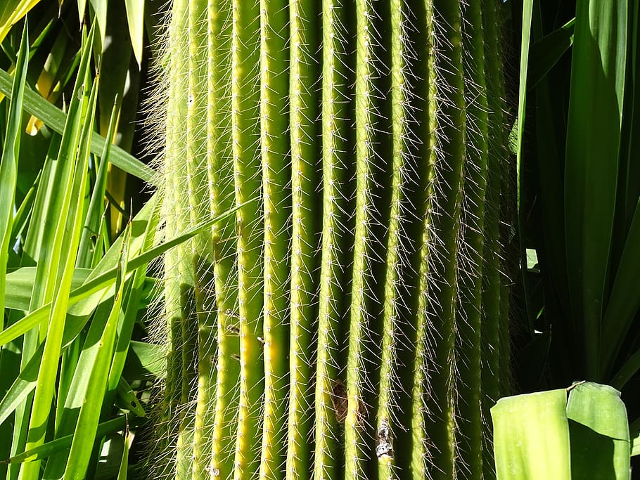cactus, green, sting, growth, plant, green color, no people HD wallpaper
