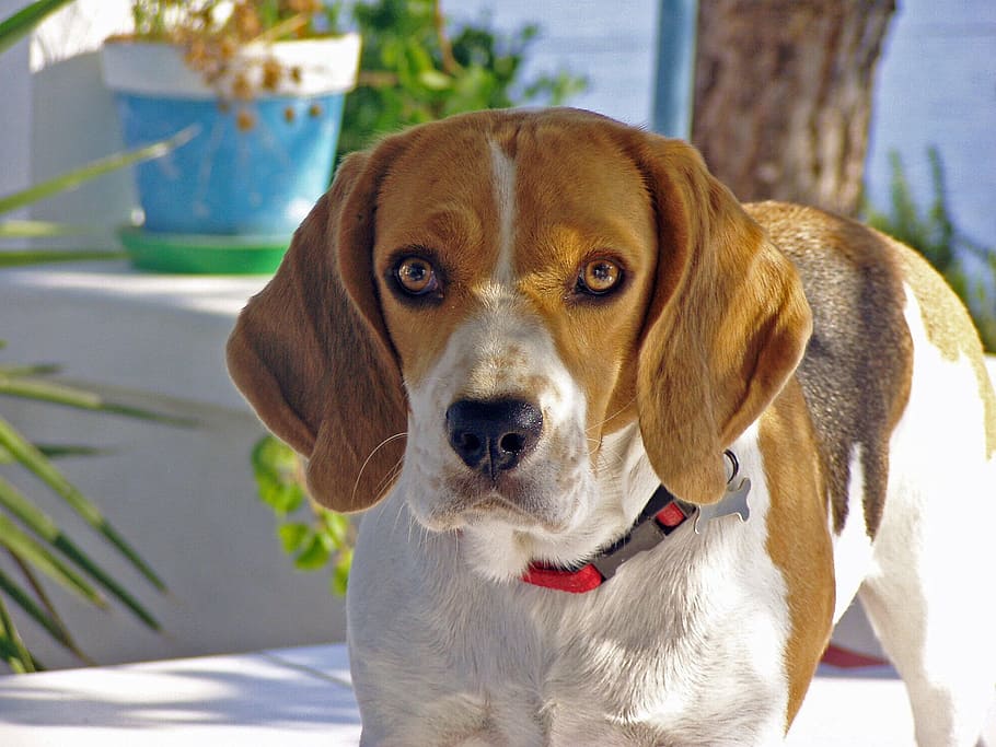 dog standing near green leafed plant, beagle, snuff, hound HD wallpaper