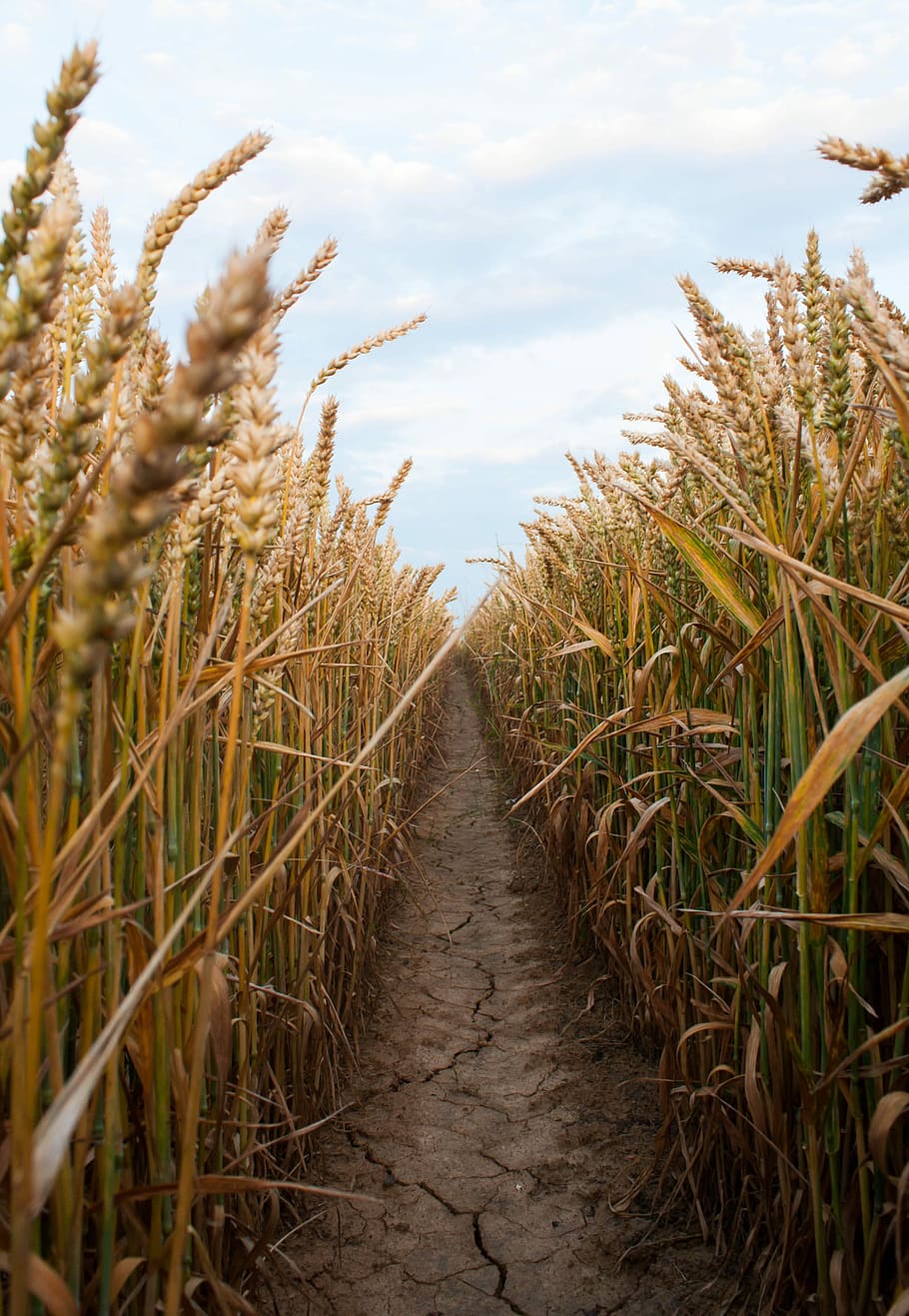 pathway between brown wheat plants at daytime, brown dirt way between brown wheat field HD wallpaper