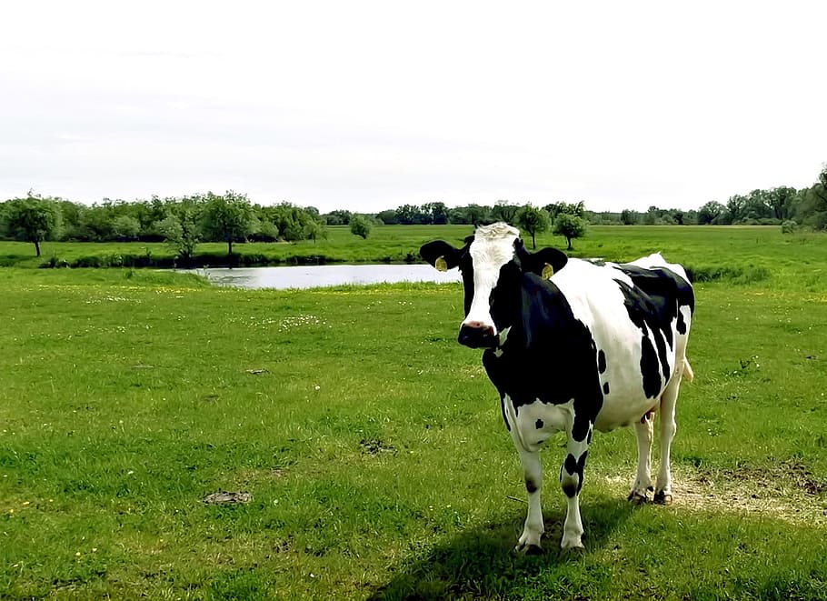 Cow, Black-White, Livestock, Pasture, agriculture, rural Scene, HD wallpaper